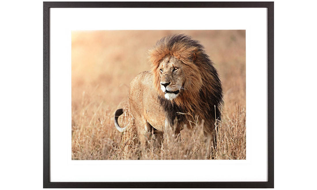 Картина в рамці MALE LION, AFRICA