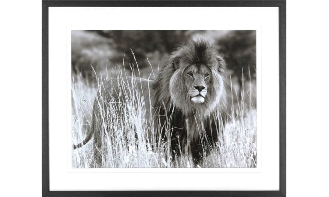 Картина в рамці MALE LION